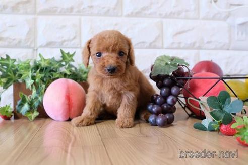 成約済の滋賀県のトイプードル-155925の3枚目