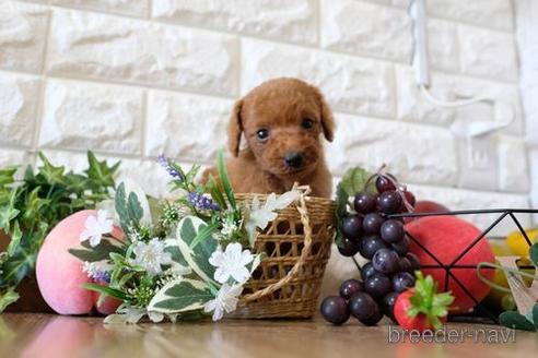 成約済の滋賀県のトイプードル-155925の2枚目
