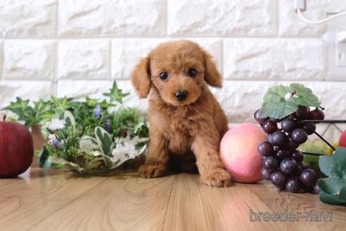 成約済の滋賀県のトイプードル-155927