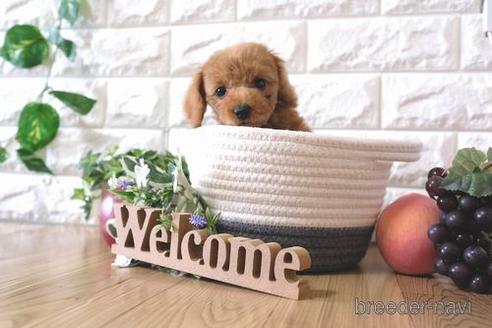 成約済の滋賀県のトイプードル-155927の5枚目