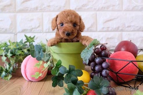 成約済の滋賀県のトイプードル-155927の3枚目