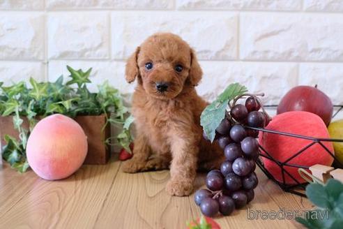 成約済の滋賀県のトイプードル-155927の2枚目