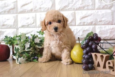 成約済の滋賀県のトイプードル-155930