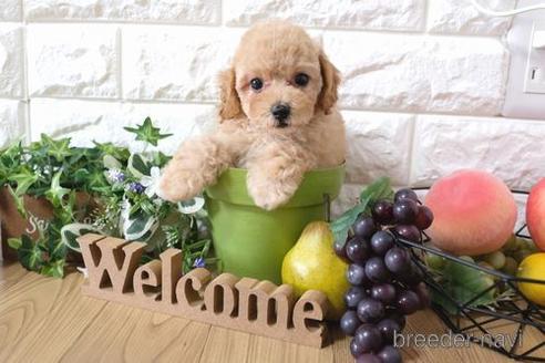 成約済の滋賀県のトイプードル-155930の5枚目