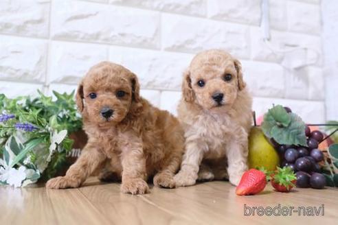 成約済の滋賀県のトイプードル-155930の4枚目