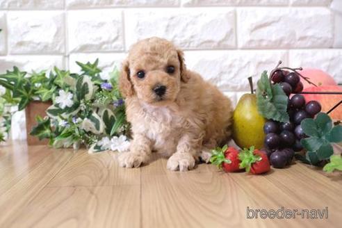 成約済の滋賀県のトイプードル-155930の3枚目