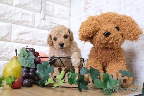 成約済の滋賀県のトイプードル-155930の2枚目