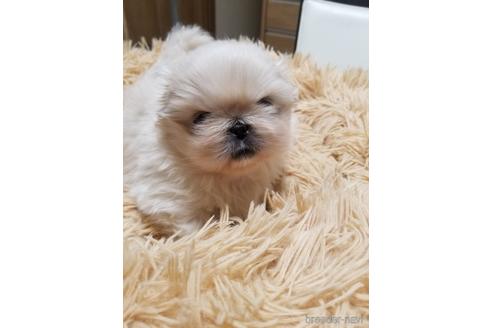 成約済の愛知県のペキニーズ-155352の2枚目