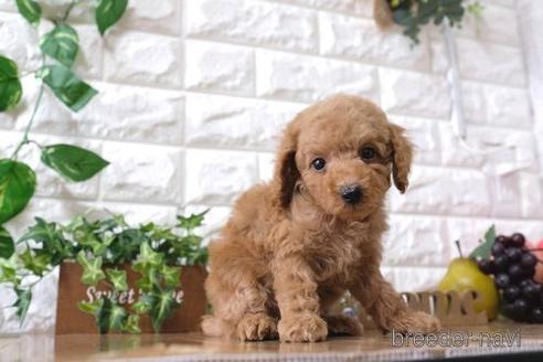 成約済の滋賀県のトイプードル-155932の1枚目