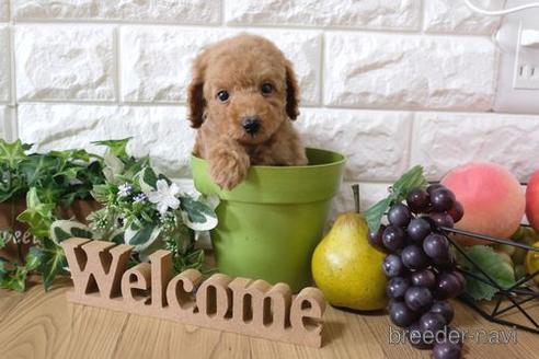 成約済の滋賀県のトイプードル-155932の5枚目