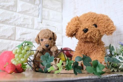 成約済の滋賀県のトイプードル-155932の3枚目