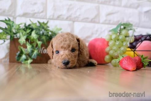 成約済の滋賀県のトイプードル-155932の2枚目
