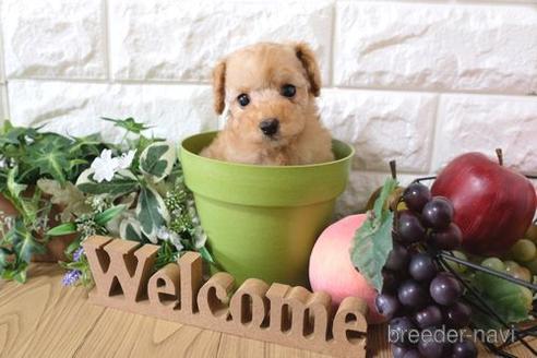 成約済の滋賀県のトイプードル-155936の1枚目