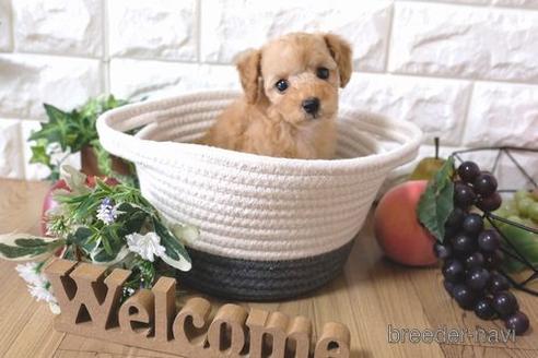 成約済の滋賀県のトイプードル-155936の5枚目