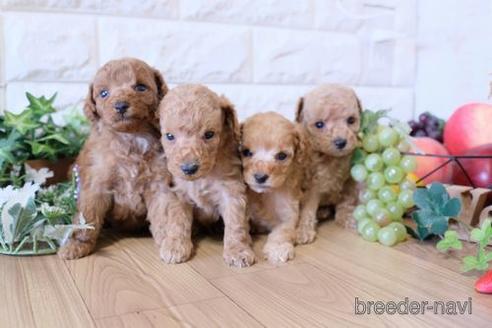 成約済の滋賀県のトイプードル-155936の4枚目