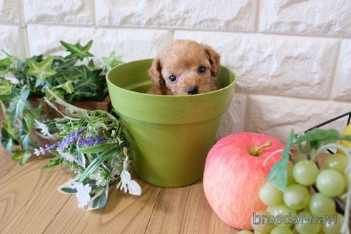 成約済の滋賀県のトイプードル-155936の3枚目