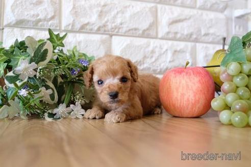 成約済の滋賀県のトイプードル-155936の2枚目