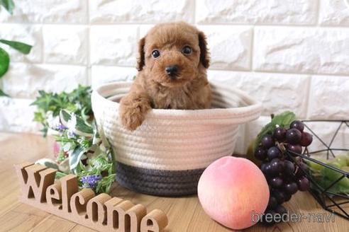 成約済の滋賀県のトイプードル-155933の1枚目