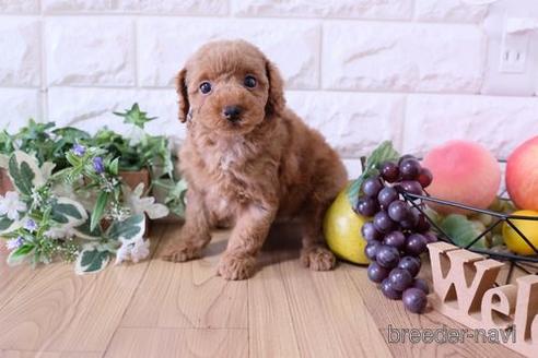 成約済の滋賀県のトイプードル-155933の5枚目