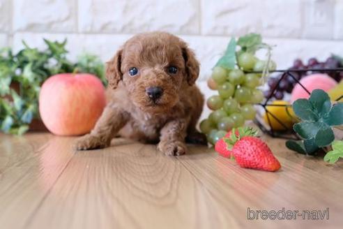 成約済の滋賀県のトイプードル-155933の3枚目