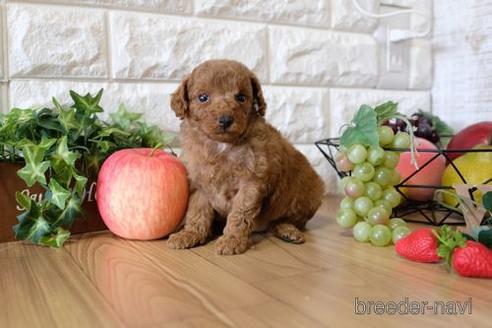 成約済の滋賀県のトイプードル-155933の2枚目