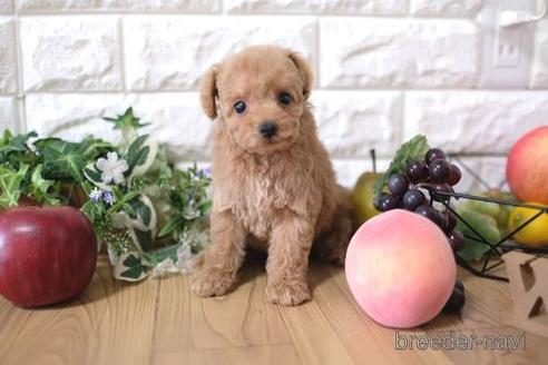 成約済の滋賀県のトイプードル-155934の1枚目