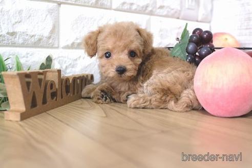 成約済の滋賀県のトイプードル-155934の5枚目