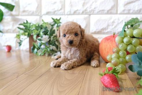 成約済の滋賀県のトイプードル-155934の3枚目