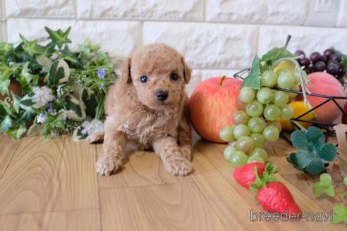 成約済の滋賀県のトイプードル-155934の2枚目