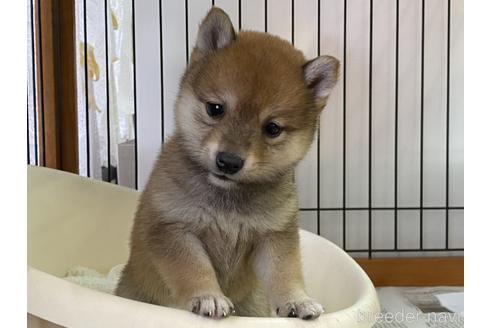 成約済の岡山県の豆柴-157705