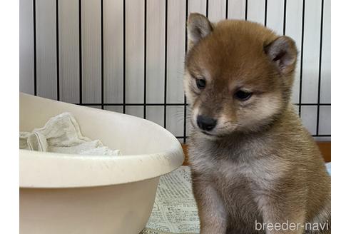 成約済の岡山県の豆柴-157705の5枚目