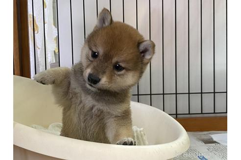 成約済の岡山県の豆柴-157705の4枚目