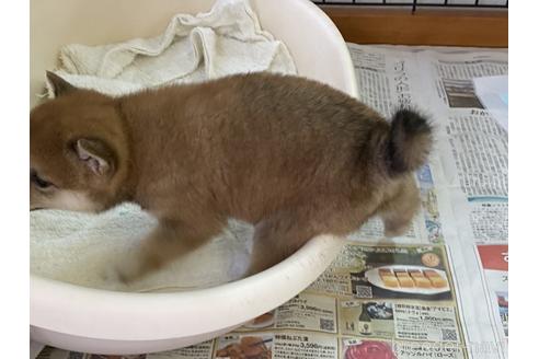 成約済の岡山県の豆柴-157705の3枚目