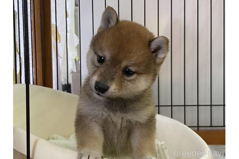 成約済の岡山県の豆柴-157705の2枚目