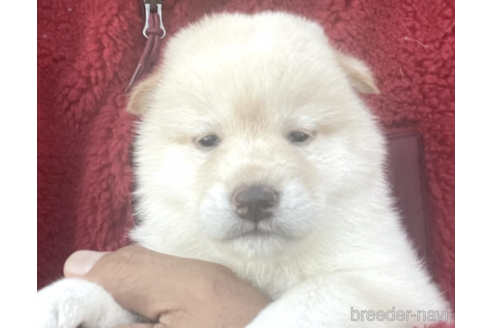 成約済の埼玉県の柴犬-157710