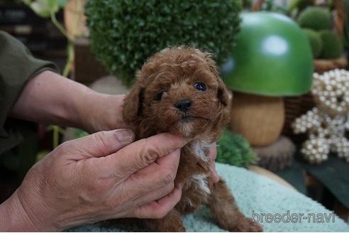 成約済の京都府のトイプードル-157728の3枚目