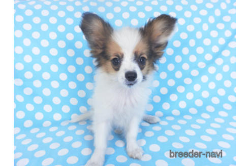 成約済の千葉県のパピヨン-157727の1枚目