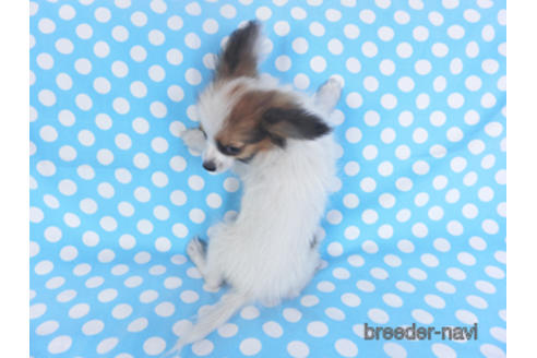 成約済の千葉県のパピヨン-157727の4枚目