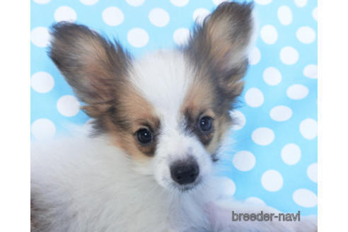 成約済の千葉県のパピヨン-157727の3枚目