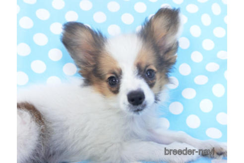 成約済の千葉県のパピヨン-157727の2枚目