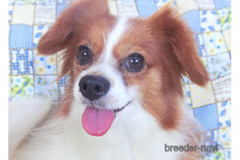 成約済の千葉県のパピヨン-157737の6枚目