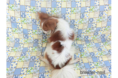 成約済の千葉県のパピヨン-157737の5枚目