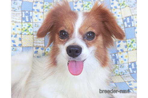 成約済の千葉県のパピヨン-157737の4枚目