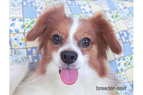 成約済の千葉県のパピヨン-157737の3枚目