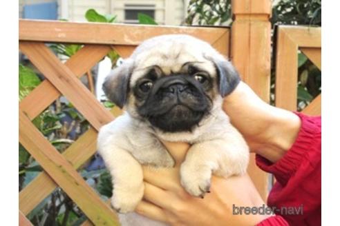 子犬