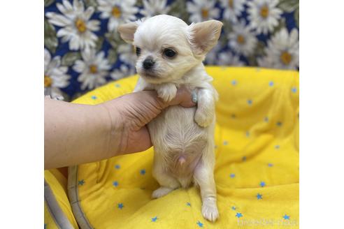 成約済の神奈川県のチワワ(ロングコート)-155347の41枚目