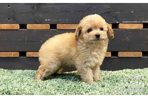 成約済の愛知県のタイニープードル-154792の2枚目