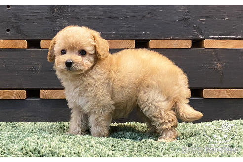 成約済の愛知県のタイニープードル-154792の3枚目