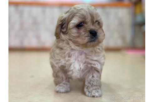 成約済の神奈川県のミックス犬-156556の4枚目