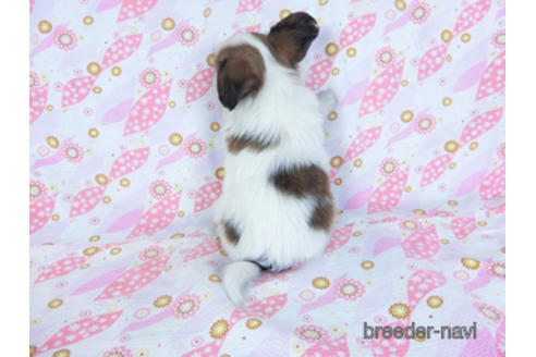 成約済の千葉県のパピヨン-157841の4枚目